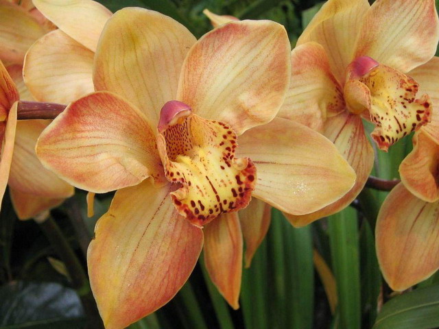 orchidee - Storczyk_.jpg
