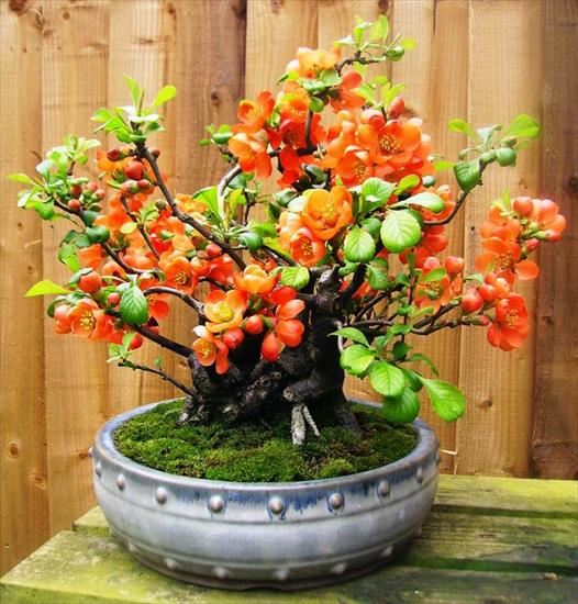   bonsai - najpiękniejsze drzewka - e1912cff84e80663f736d476b29ea414.jpg