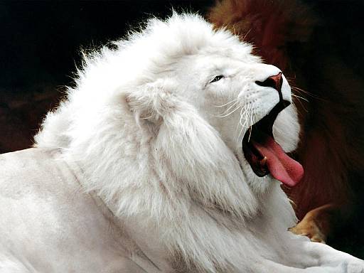 zachomikowane - Biały lew.jpg