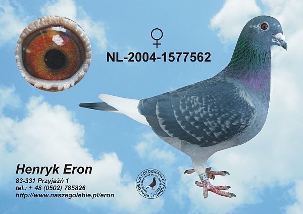 gołebie pocztowe galeria - nl-2004-1577562-h.jpg