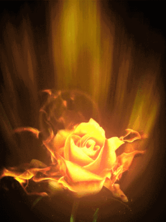 animacje - Róża 17.gif