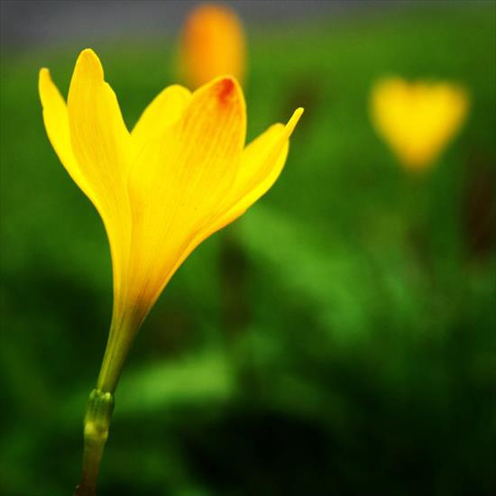 Różne - yellow_flowers_by_angelica_minier.jpg