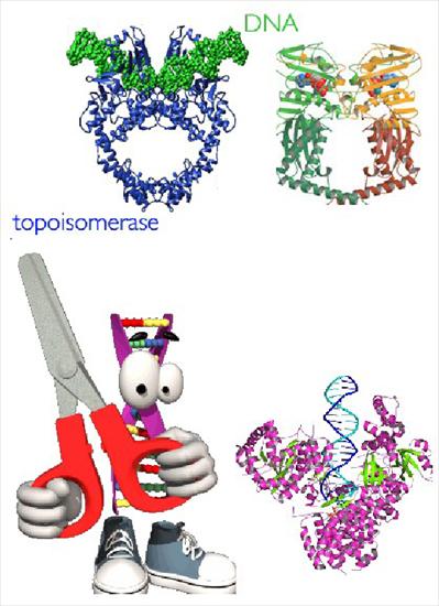 noveyy777 - Darwin i jego bzdury - Molekularne maszyny Topoizomerazy.png