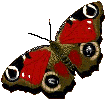 Motyle - 62.gif