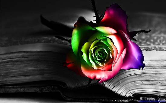 Riha - cinas-TracyFun-Rose-tapety-Love-Love-Roses-food-and-drink...-sweets-flowers-my-album-roses-rainbow-rose-fleurs_large.jpg