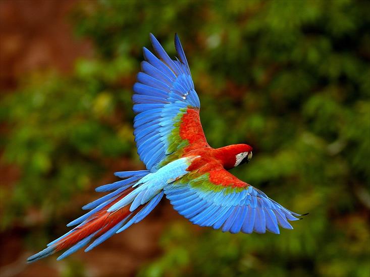 Ptaki - Red and Green Macaw in Flight, Brazil.jpg