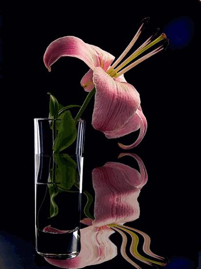 GIFY GIFKI GIFOWNIK    - wod orchidea2.gif