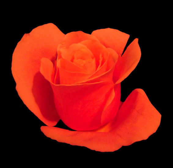 WIOSENNE PNG - TMS_IRSflowers 1.png