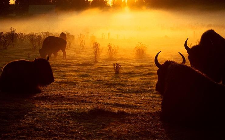 USA - buffalo_at_sunrise_washington_state.jpg
