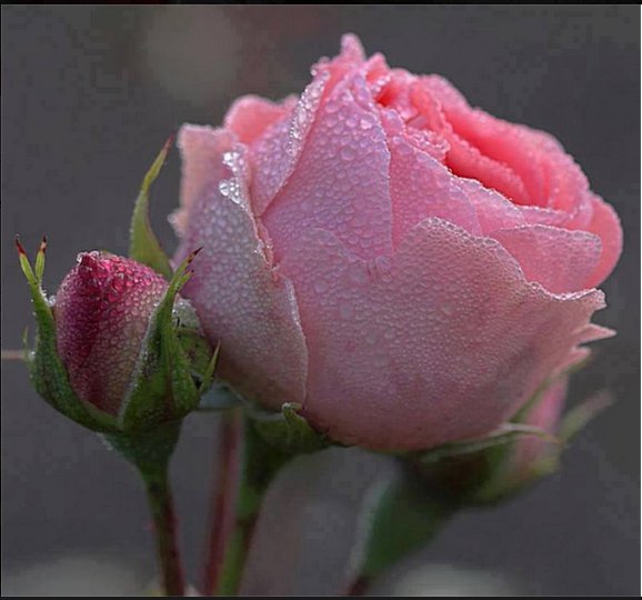róże - rozowa roza1.jpg