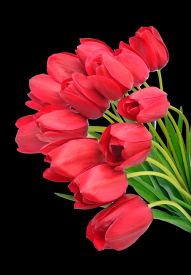 Kwiaty png - tulipany czerwone2.png