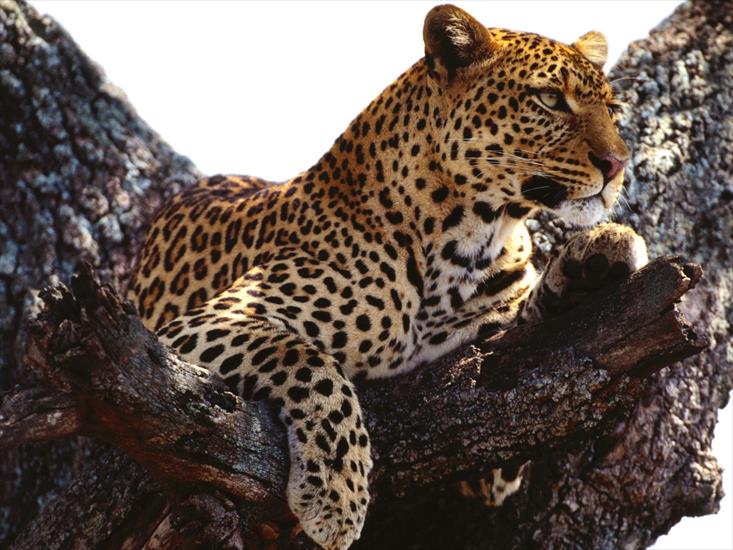  Animals part 2 z 3 - Outward Thoughts, African Leopard.jpg