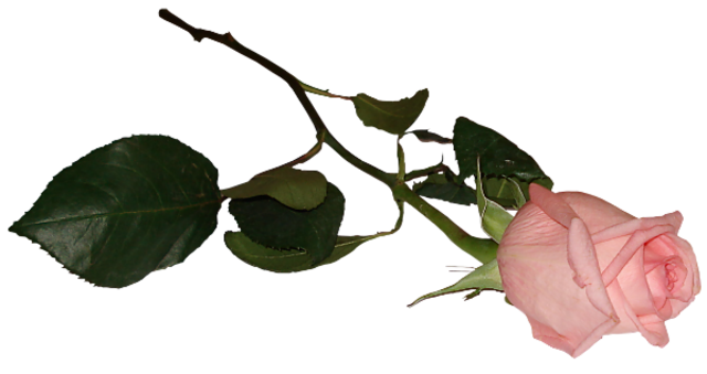 Róże - ifjage.png