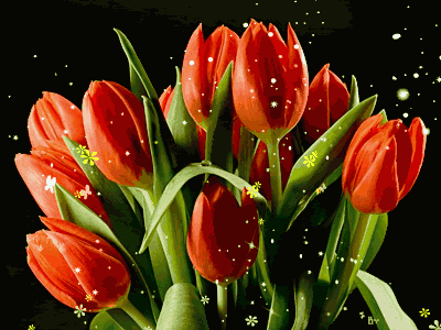 tulipany - kwiaty.gif