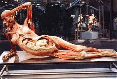 anatomia - humanmuseum23.jpg