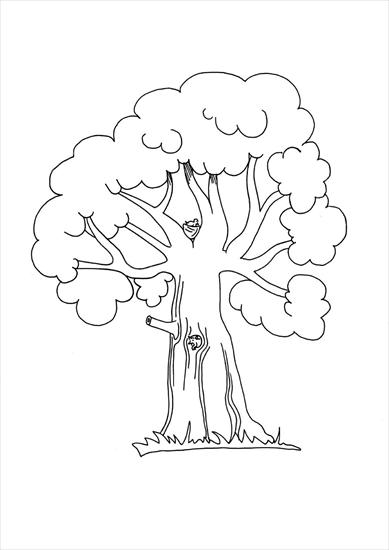DRZEWA1 - drzewo.JPG