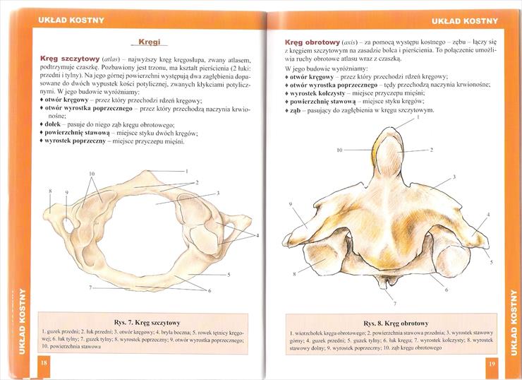 atlas anat - Strona 18,19 ___skan by buby77.jpg