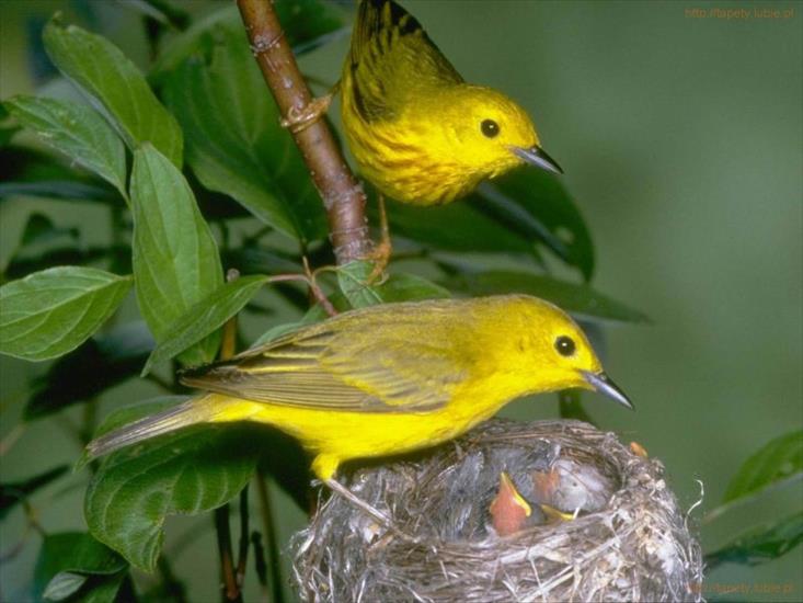 Ptaki - Żółte ptaszki.jpg.jpg
