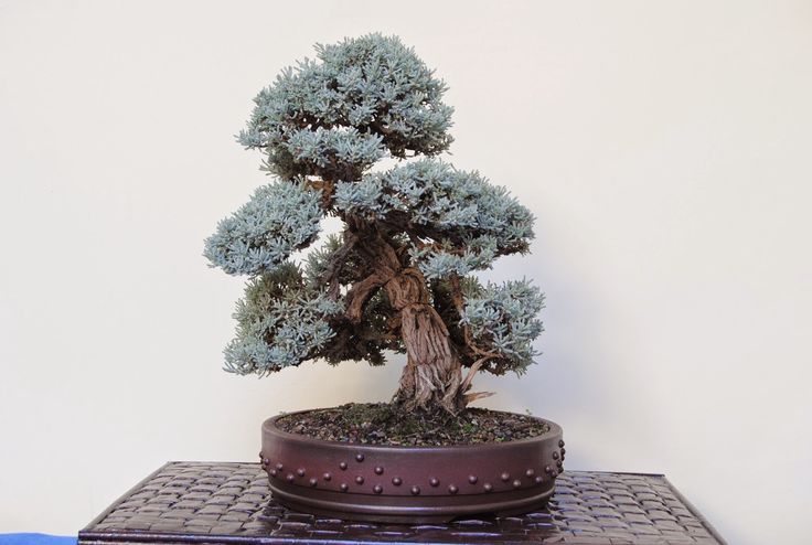   bonsai - najpiękniejsze drzewka - de1191719f62f591f44870a054e8d088.jpg