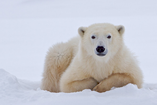  RATUJMY NIEDŹWIEDZIE POLARNE - polar bear  5949-M.jpg