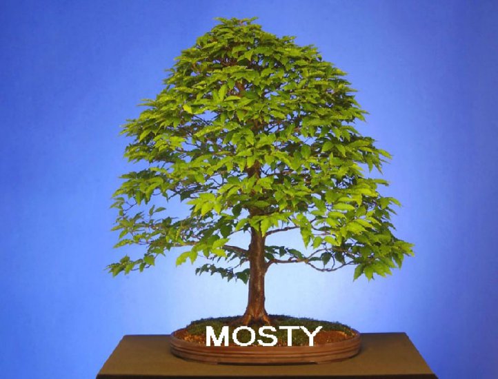 mosty - 0.jpg