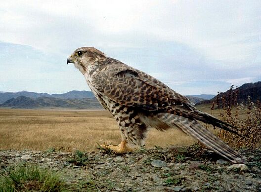 ptaki drapiezne - falco cherrug milvipes opt.jpg