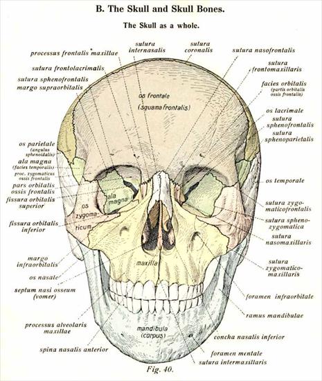 tablice anatomiczne - 121.jpg