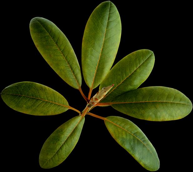 Plumeria - Hawajski kwiat - 4517005.png