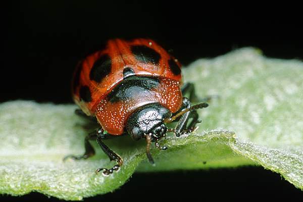 MAKROFOTO  CHRZĄSZCZE - Szaburga dziesięciokropka Phytodecta viminalis L....jpg