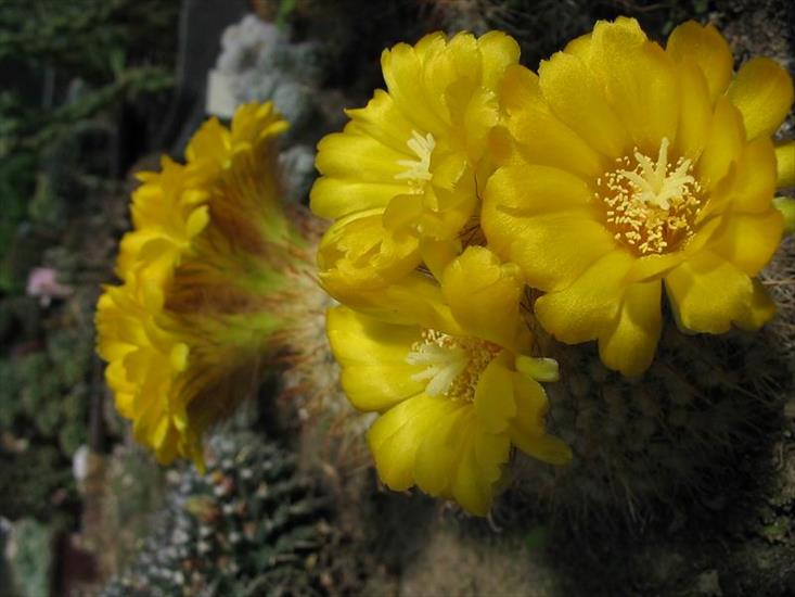 Kwitnące kaktusy - t.jpg