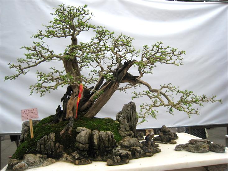 289 zdjęć bonsai - Bonsai95.jpg