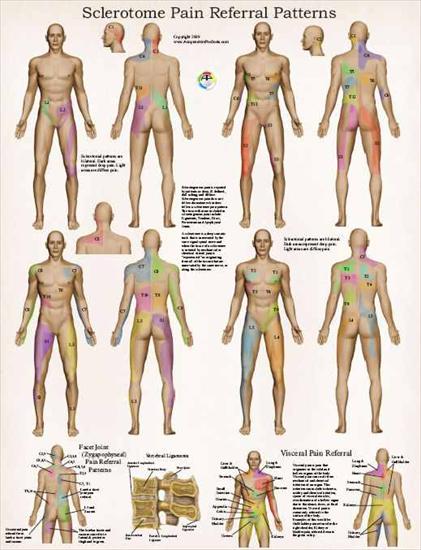 tablice anatomiczne - Sclerotome_Poster.jpg