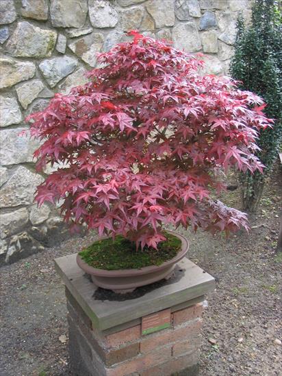 Okrytozalążkowe - Acer palmatum - klon palmowy - bonsai.jpg