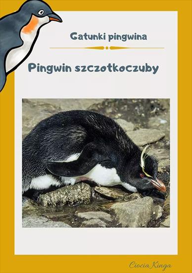 Pingwiny - FB_IMG_1587902935237.jpg