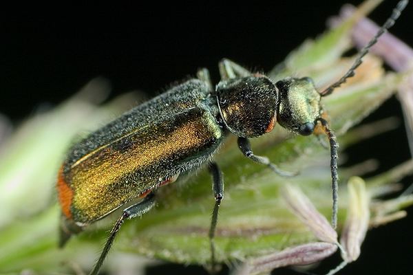 MAKROFOTO  CHRZĄSZCZE - Bęblik dwuplamek Malachius bipustulatus L..jpg