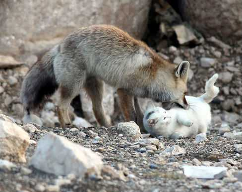Kocie Przyjaźnie - Fox-and-cat.png