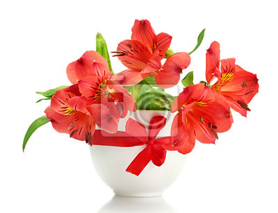 w wazonach - fototapeta-alstroemeria-czerwone-kwiaty-w-wazonie-na-bialym-tle-czerwony.jpg