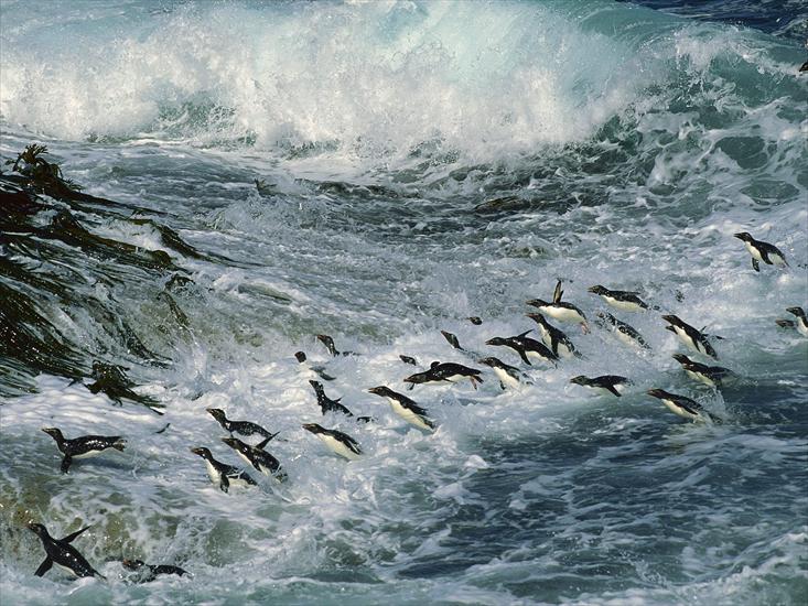Uchwycone momenty - many-penguins-wallpapers_4787_1600x1200.jpg