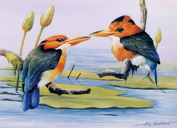 Ptaki malowane - Yellow Billed Kingfishers.jpg