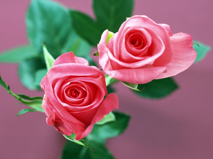 kwiaty - home_flower_rose.jpg