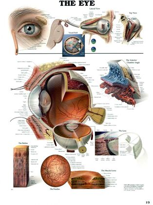 Plansze Anatomiczne - Plansza anatomiczna oko.jpg