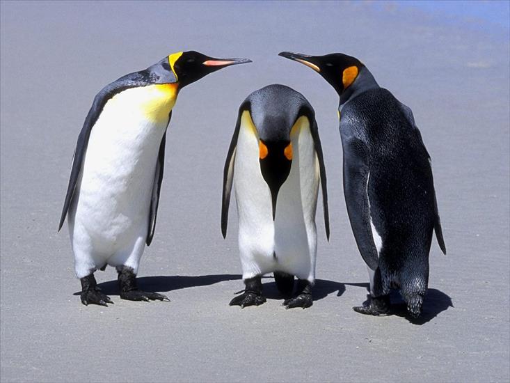 pingwiny - pingwiny królewskie.jpg