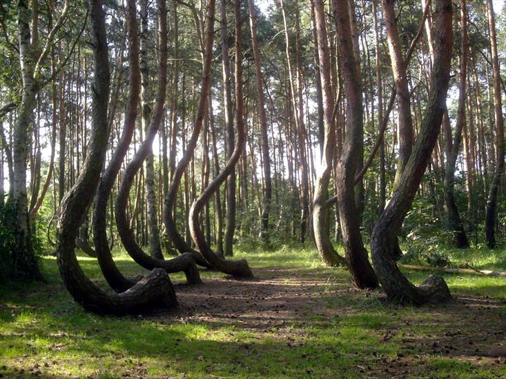 Krzywy las koło Gryfina - Nowe_czarnowo-krzywy_las.jpg