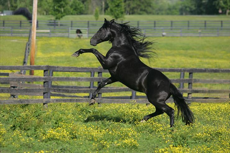 KONIE - Kentucky Mountain Horse_by Bob Langrish.jpg