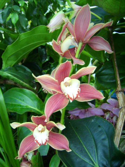 Moje Orchidee - JD600217.JPG
