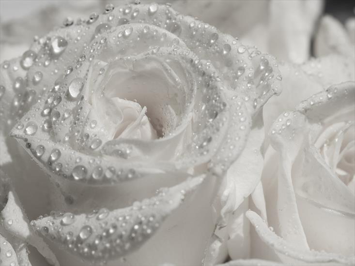Róże - White_Roses_rain.jpg
