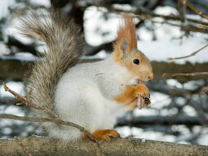 Zwierzaki - Squirrel_in_winter.jpg