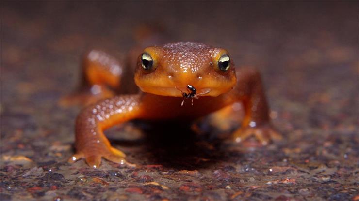 Tapety HD - animals_brown_frog_ant-1920x1080.jpg