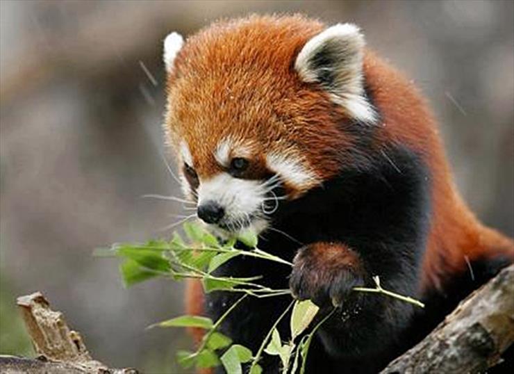 miś PANDA - panda czerwona.jpg