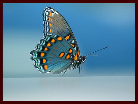 Obrazki motyle - 373208-bigthumbnail.jpg